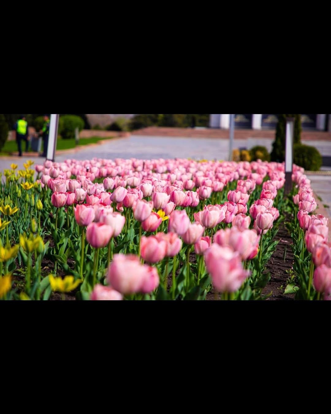 В Бишкеке начался сезон весеннего цветения: улицы, скверы и парки столицы украсили тюльпаны&nbsp;