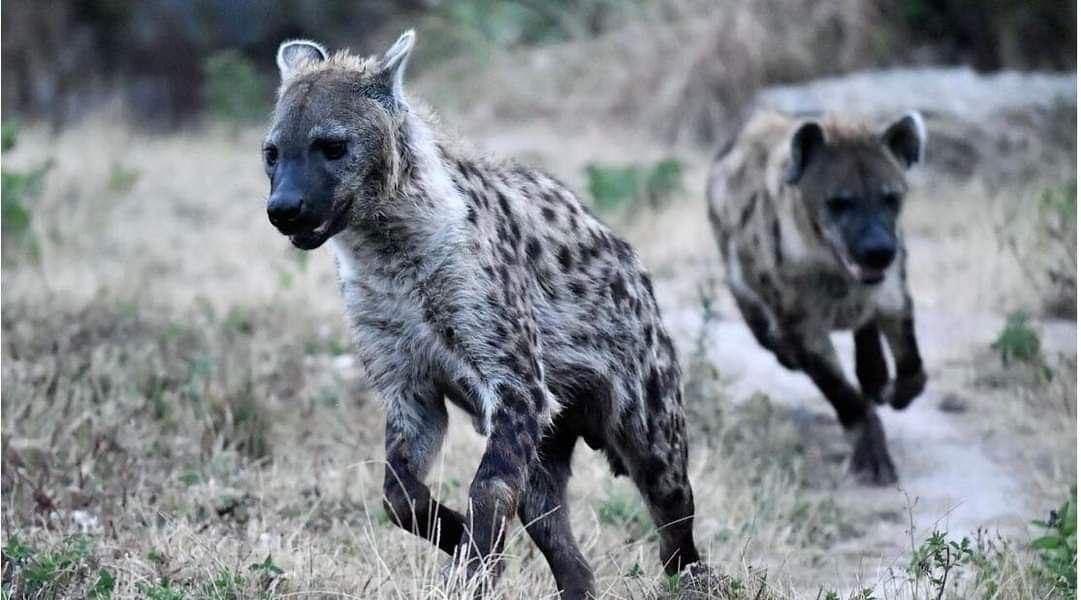 Баткенде чөө адамдарга жана үй жандыктарына кол салды