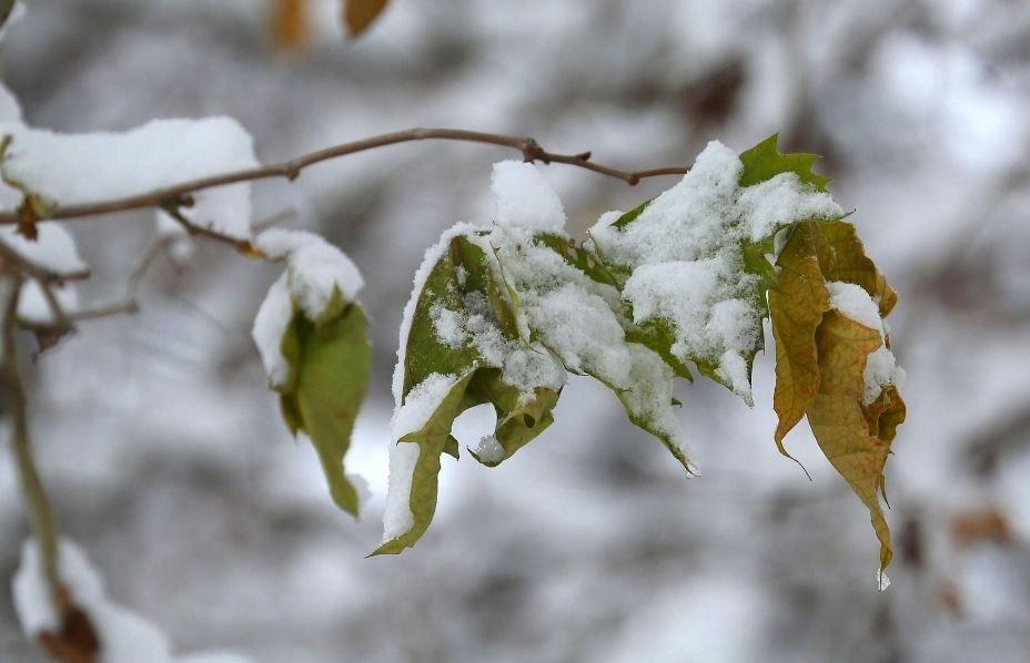 Шашылыш билдирүү. Аба ырайы кескин сууктайт