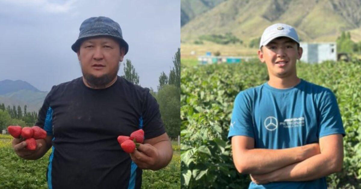 Кыргызстанда кулпунай жана алма өстүрүү боюнча өлкө чемпиондору аныкталды