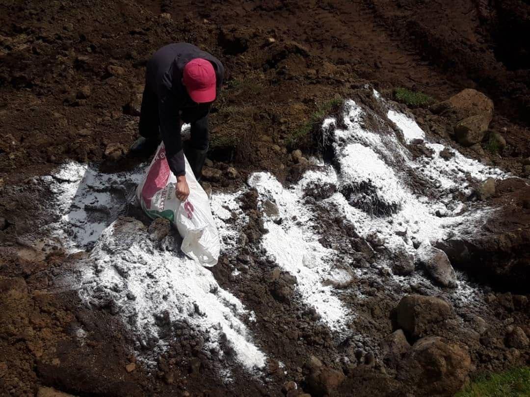 227 баш мал чыгым болду. Ысык- Көлдө чагылгандан кырылган койлор көмүлдү