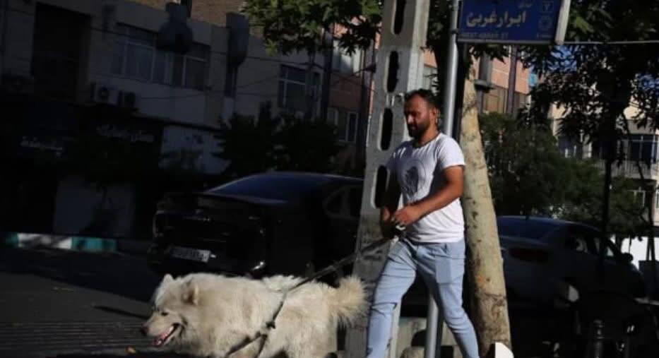 Иранда иттерди сейилдетүүгө тыюу салынды