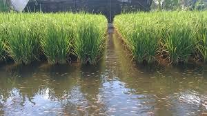 Күрүч өстүргөндөргө сугат суу кымбаттады. Министрлик себебин түшүндүрдү