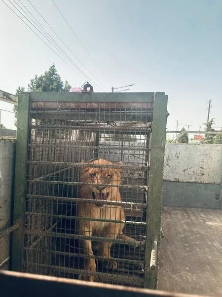 Ошто мыйзамсыз арстан баккан жаранга айып салынды