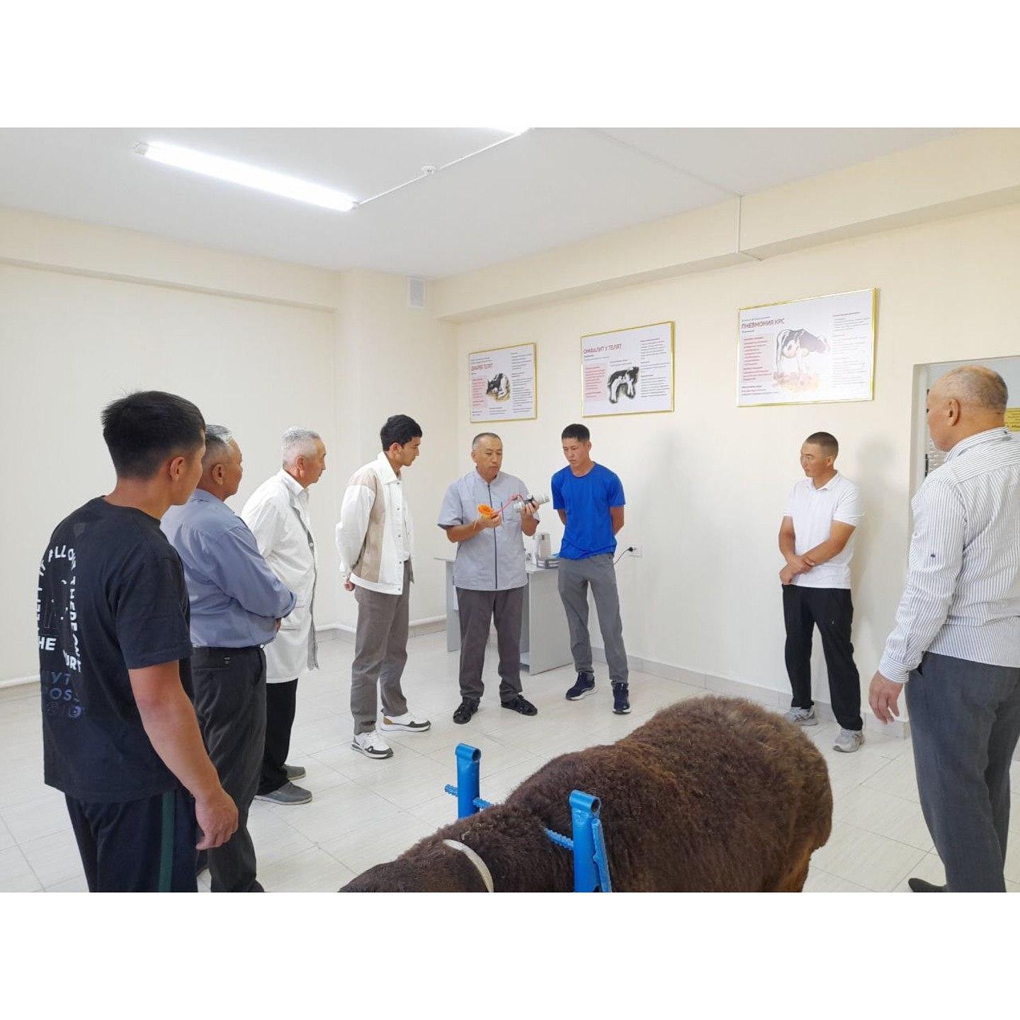 В Кыргызстане вывели новую породу овец " Ала -Тоо"